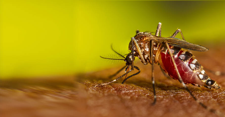 a mosquito standing on a leaf