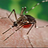 A female Aedes aegypti mosquito in the process of acquiring a blood meal from her human host.