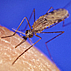 Photo of mosquito.